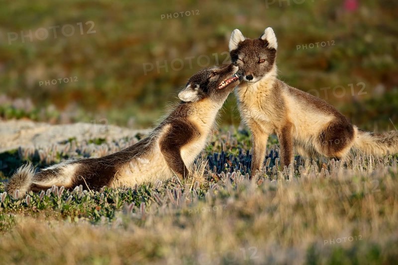 Arctic Fox