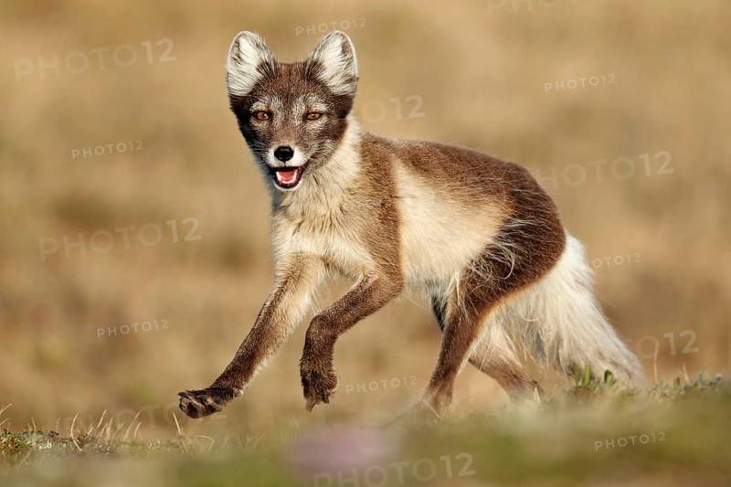Arctic Fox