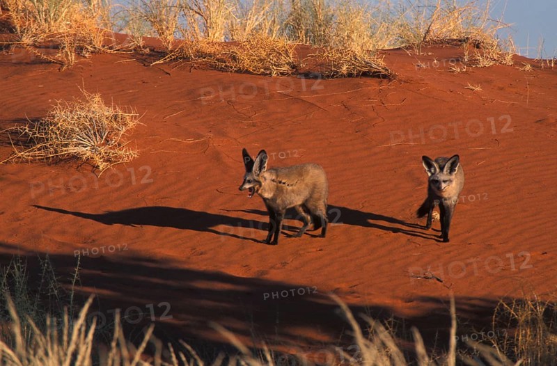 Bat-eared fox Namibia