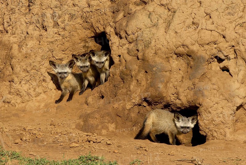 Bat-eared fox cubs