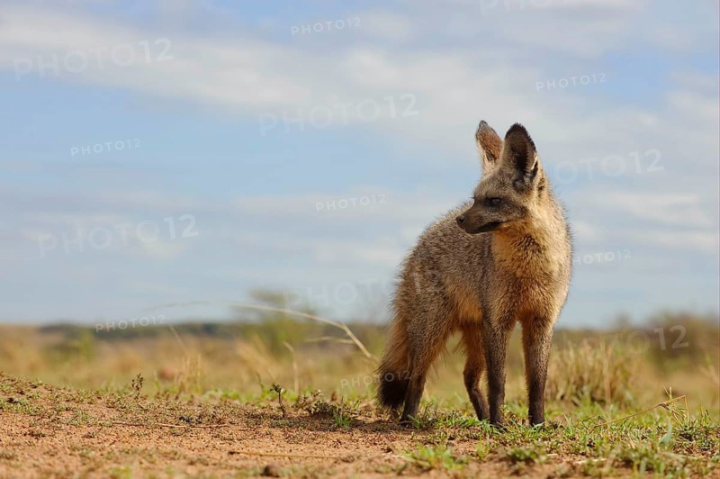 Bat-eared fox