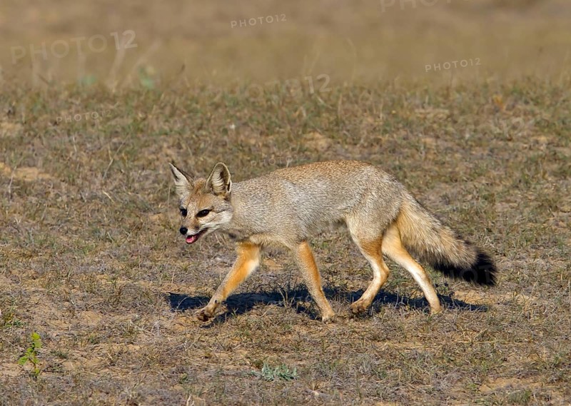 Bengal fox