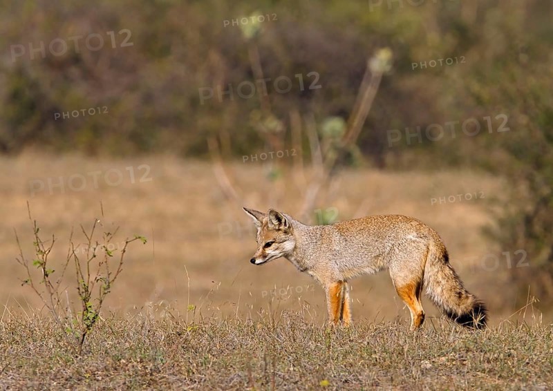 Bengal fox