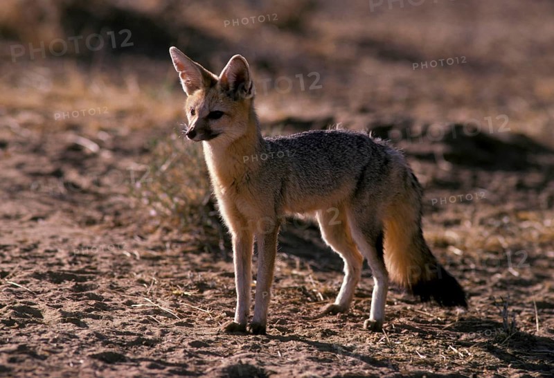 Cape Fox