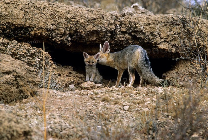 Cape Fox