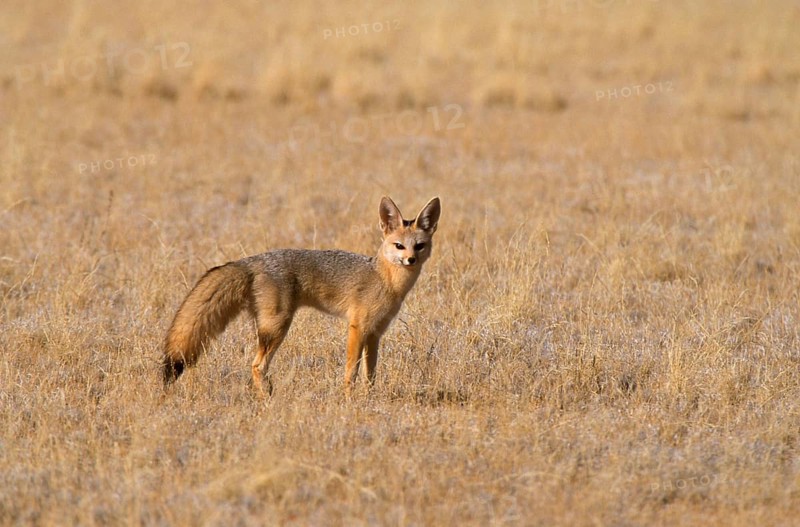 Cape Fox