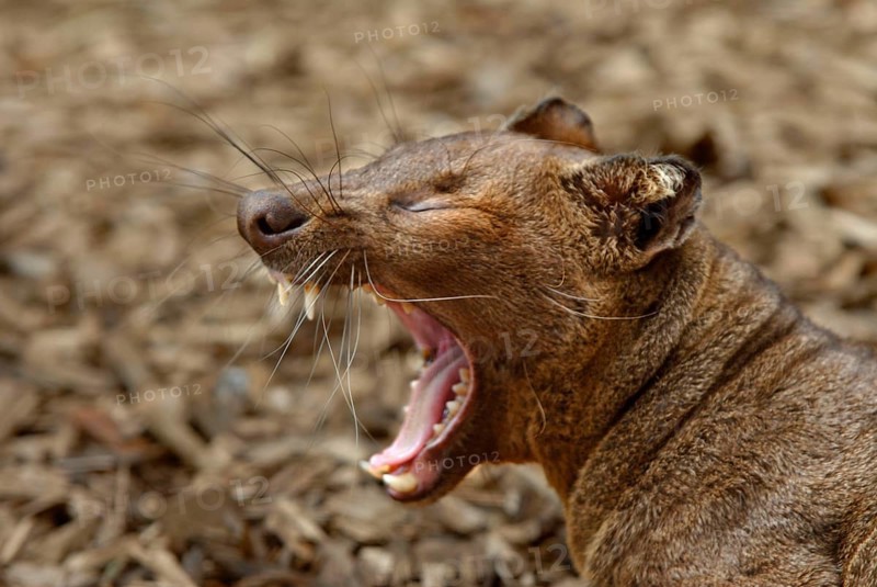 Fossa