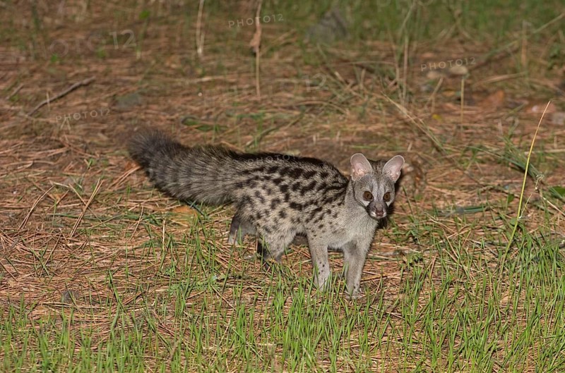 Small-spotted Genet