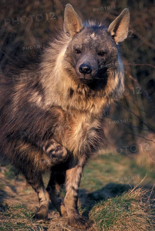 Brown hyena