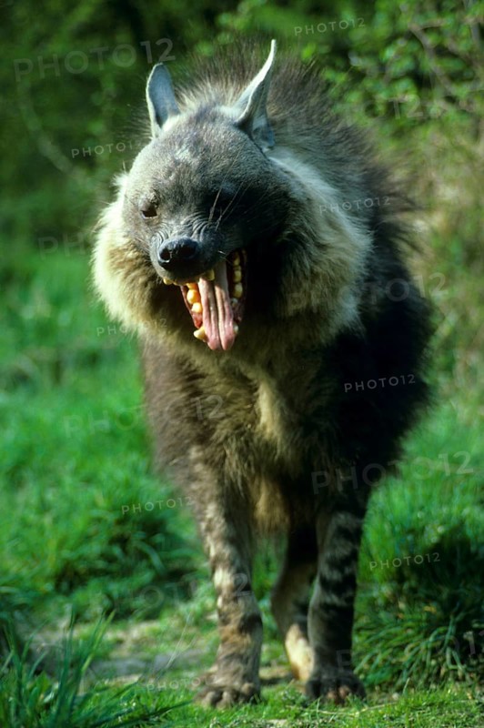 Brown hyena