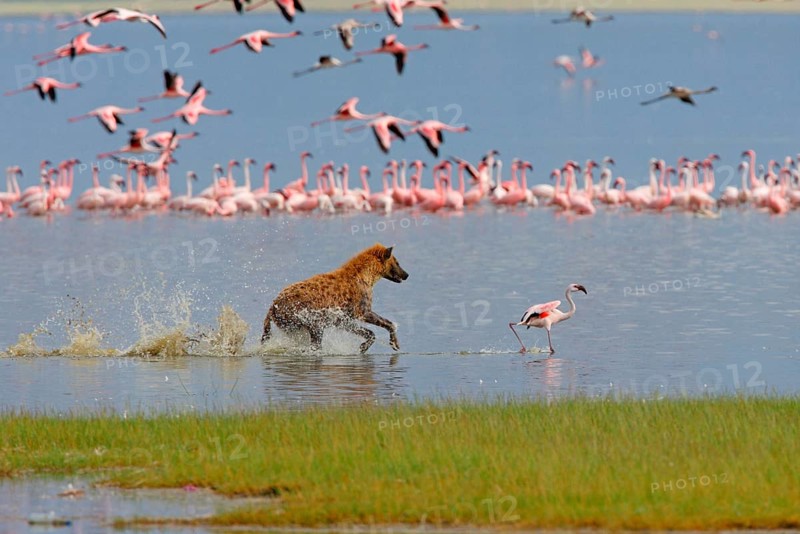 Spotted Hyena