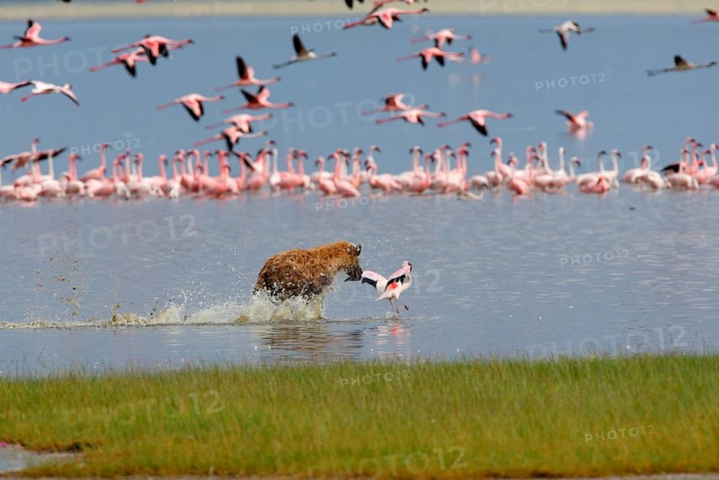 Spotted Hyena