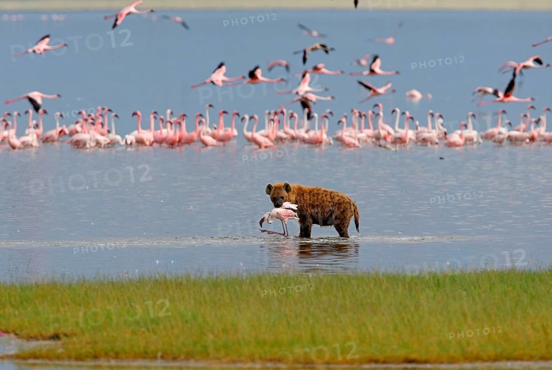 Spotted Hyena