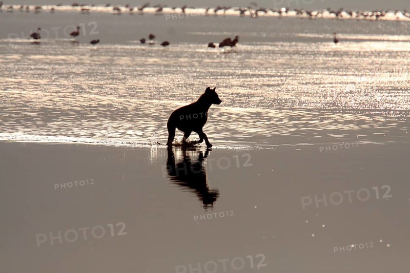 Spotted Hyena