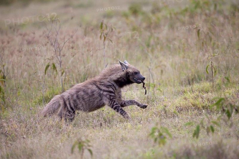 Striped hyenas
