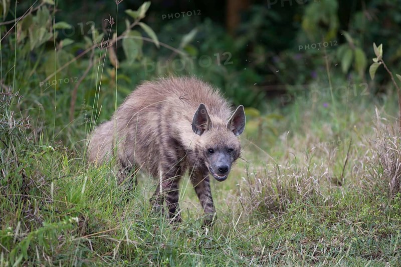 Striped hyenas