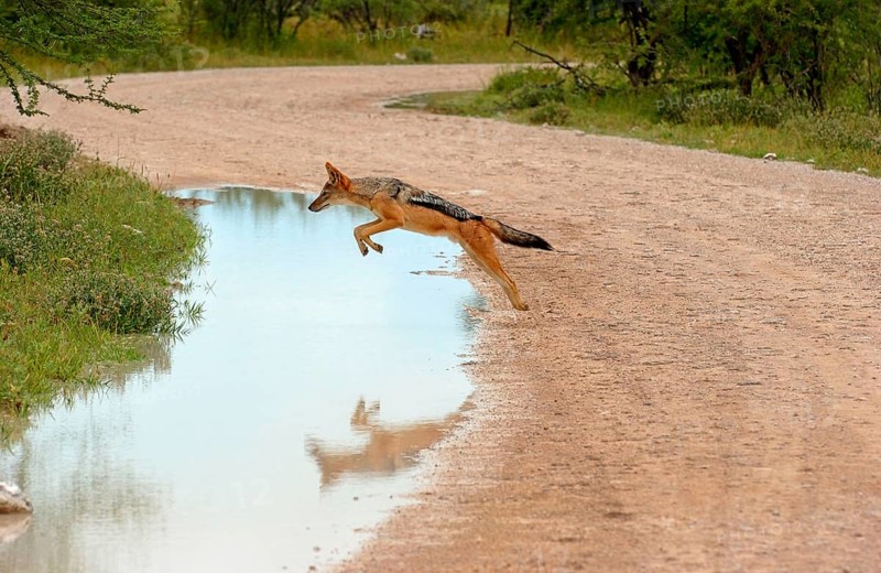 Black-backed jackals
