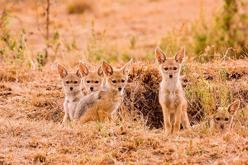 Black-backed jackals