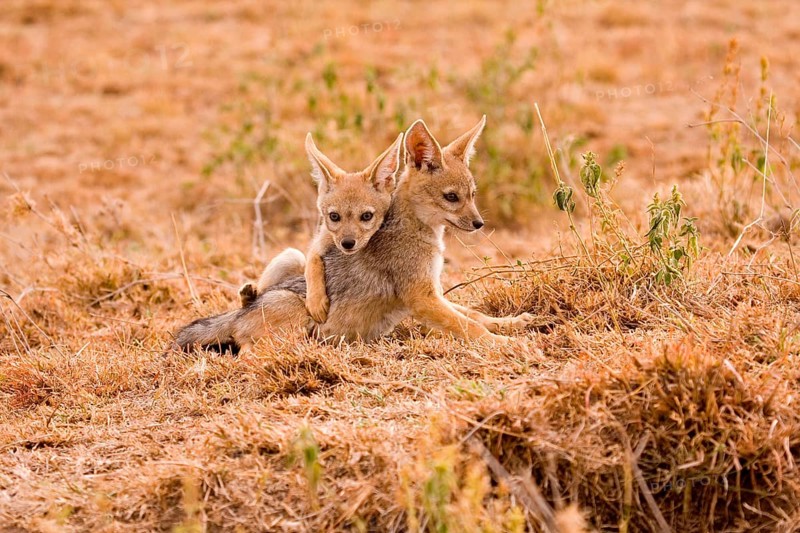 Black-backed jackals