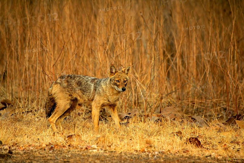 Golden Jackal