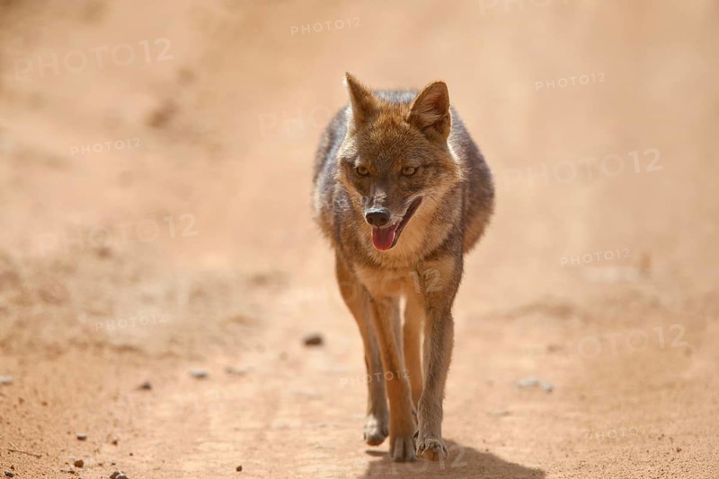 Golden Jackal