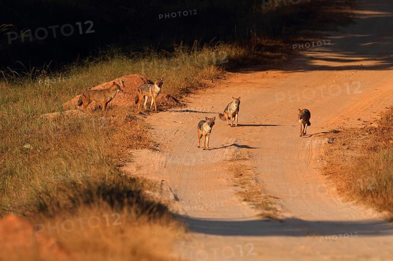 Golden Jackal