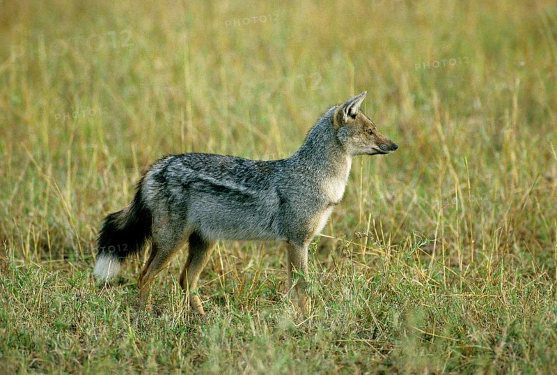 Side-striped jackal