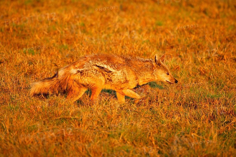 Side-striped jackal
