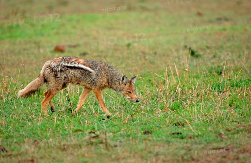 Side-striped jackal