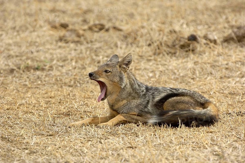 Side-striped jackal