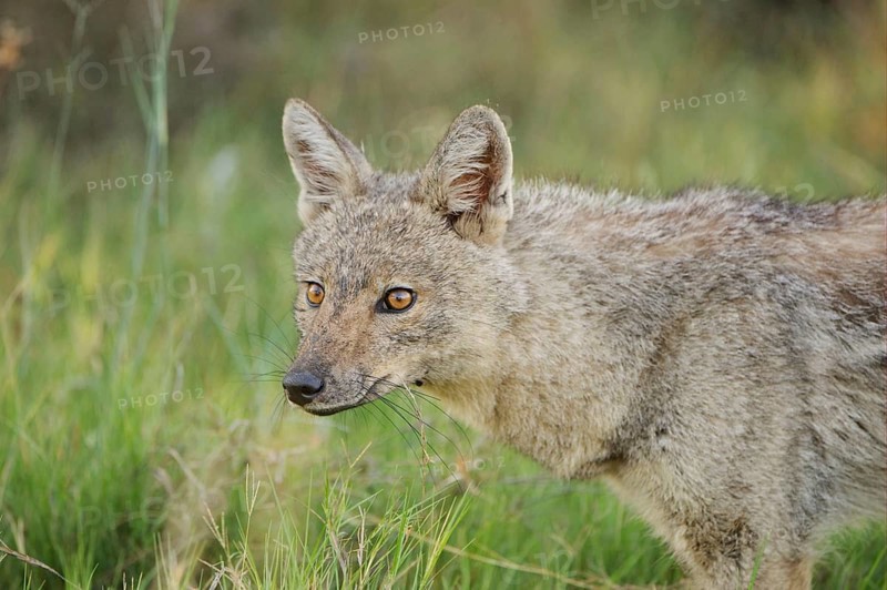 Side-striped jackal
