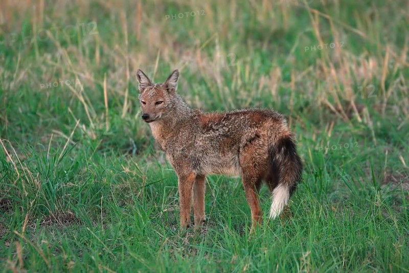 Side-striped jackal