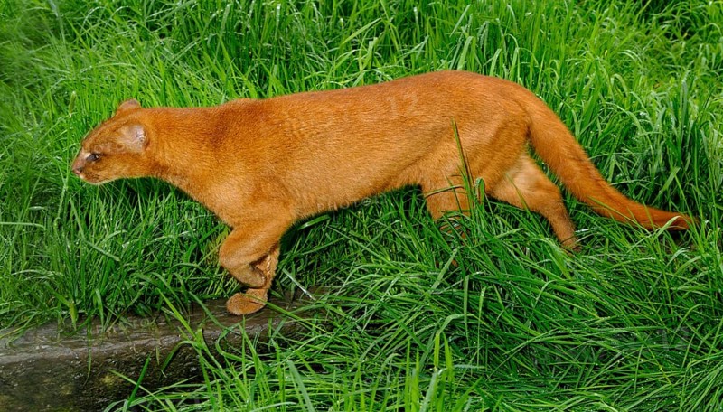 Jaguarundi