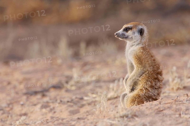 Meerkats