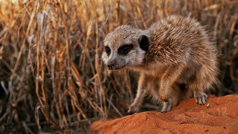 Meerkats