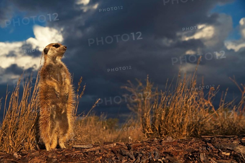 Meerkats