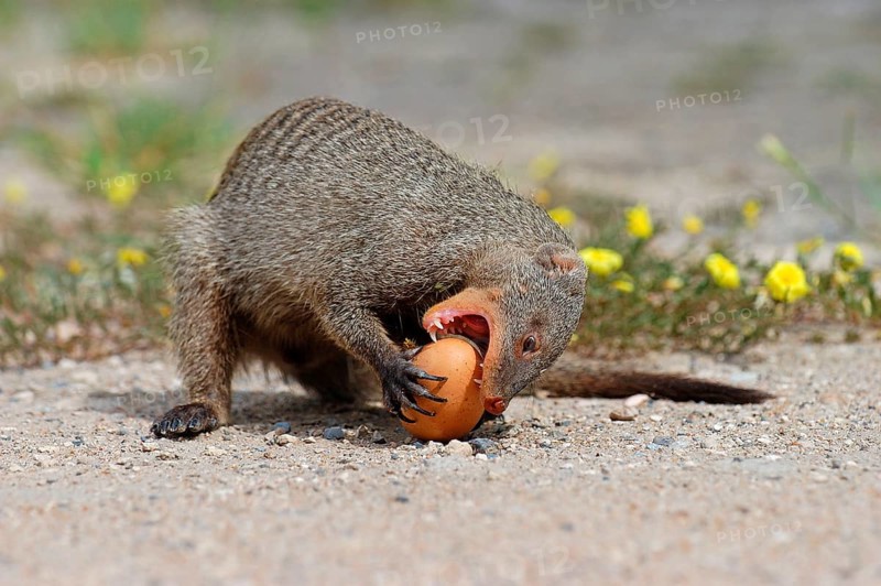 Zebra mongoose