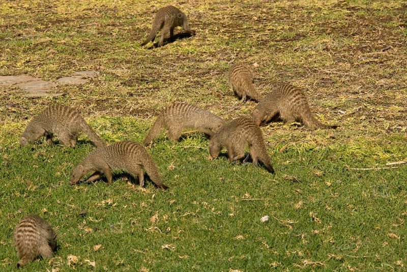 Zebra mongoose