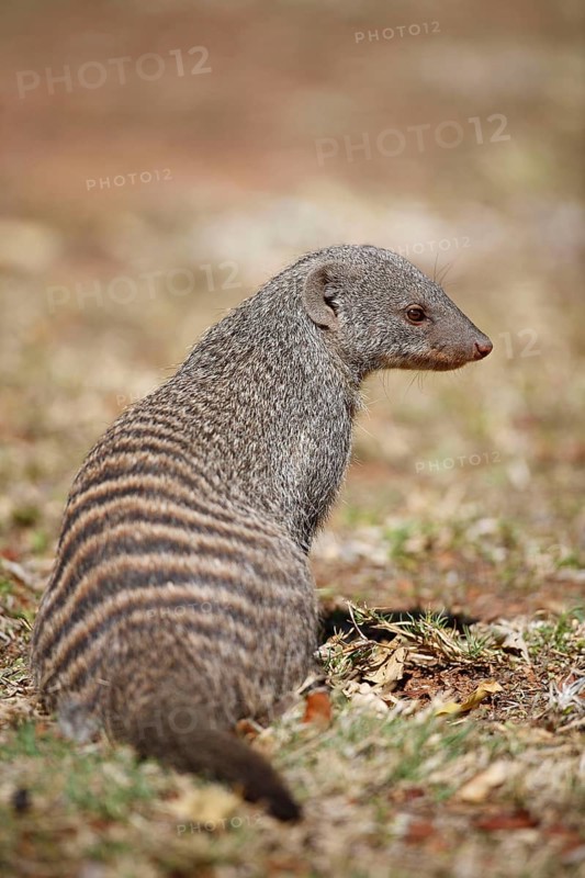 Banded mongoose
