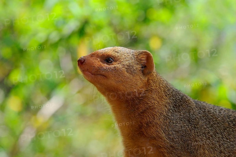 Southern Dwarf Mongoose