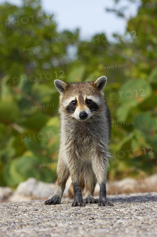 Raccoon