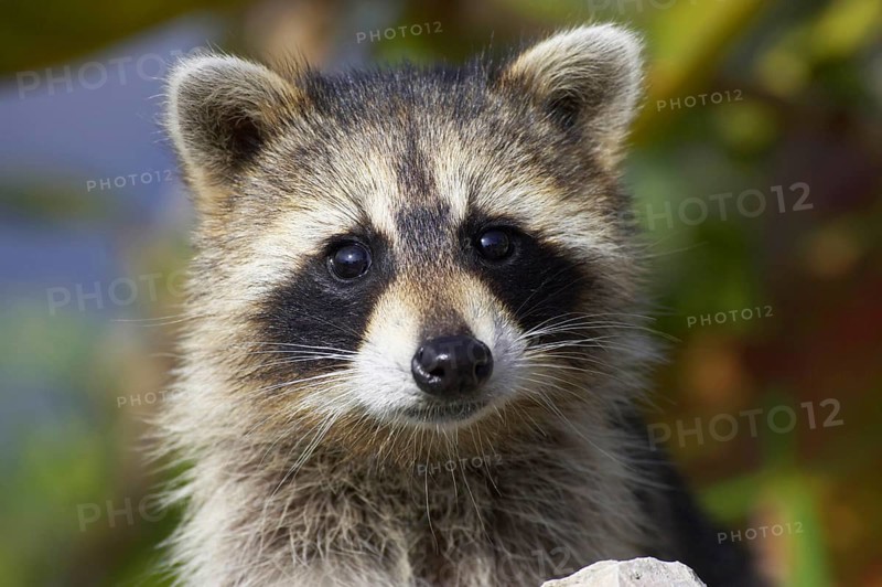 Raccoon