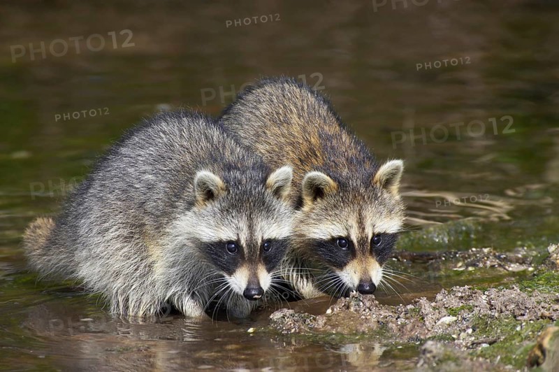 Raccoon