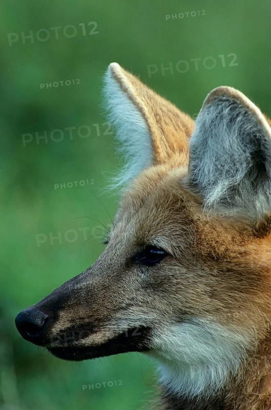 Maned wolf