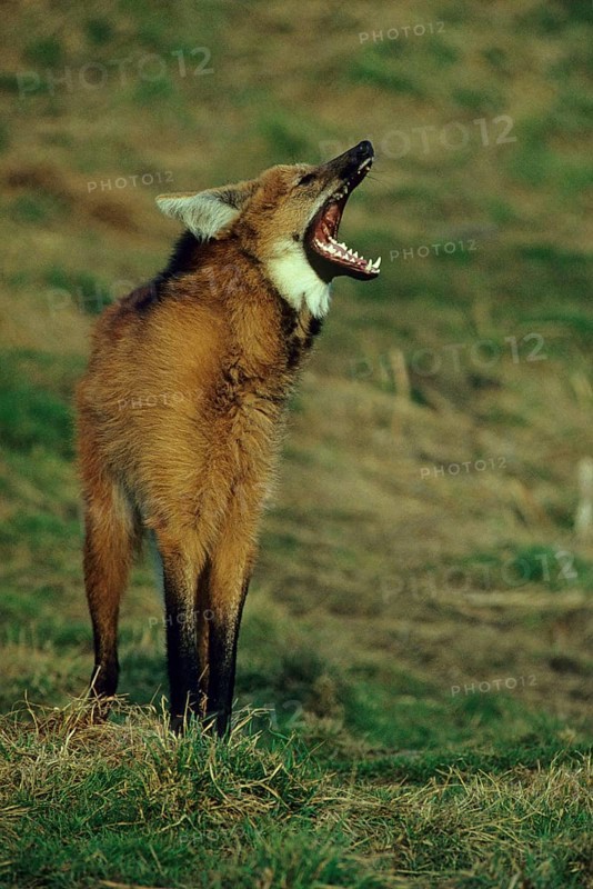 Maned wolf