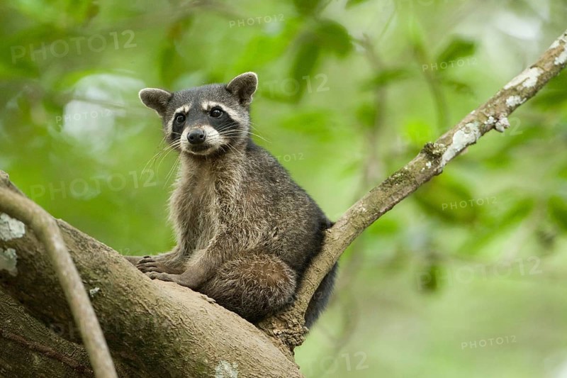 Crab-eating Raccoon