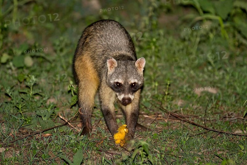 Crab-eating raccoon