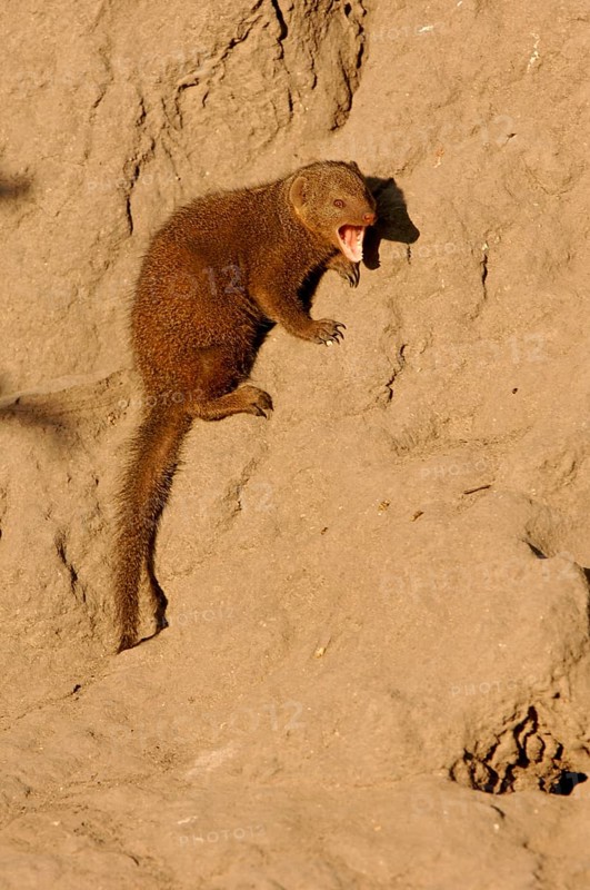 Southern Dwarf Mongoose