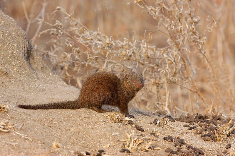 Southern Dwarf Mongoose