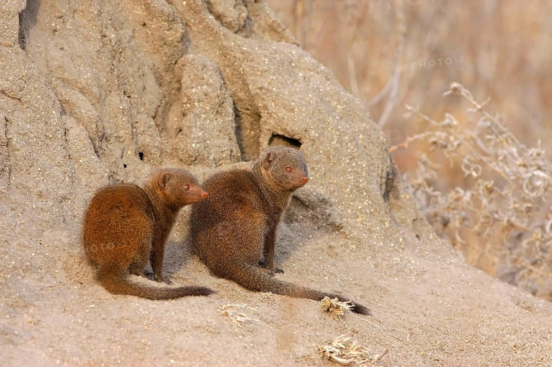 Southern Dwarf Mongoose